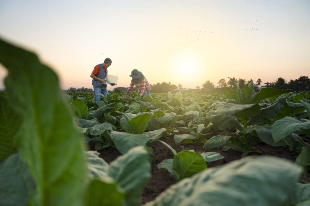 Two people in a field with some lettuce